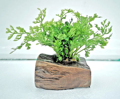 Bolbitis Difformis on Nano Pterocarpus Wood – Tropical Aquarium Plant