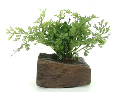 Bolbitis Difformis on Nano Pterocarpus Wood – Tropical Aquarium Plant