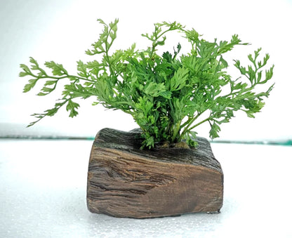 Bolbitis Difformis on Nano Pterocarpus Wood – Tropical Aquarium Plant