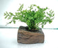 Bolbitis Difformis on Nano Pterocarpus Wood – Tropical Aquarium Plant