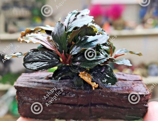 Bucephalandra ON WOOD bogwood Live Aquarium Aquatic Plants driftwood