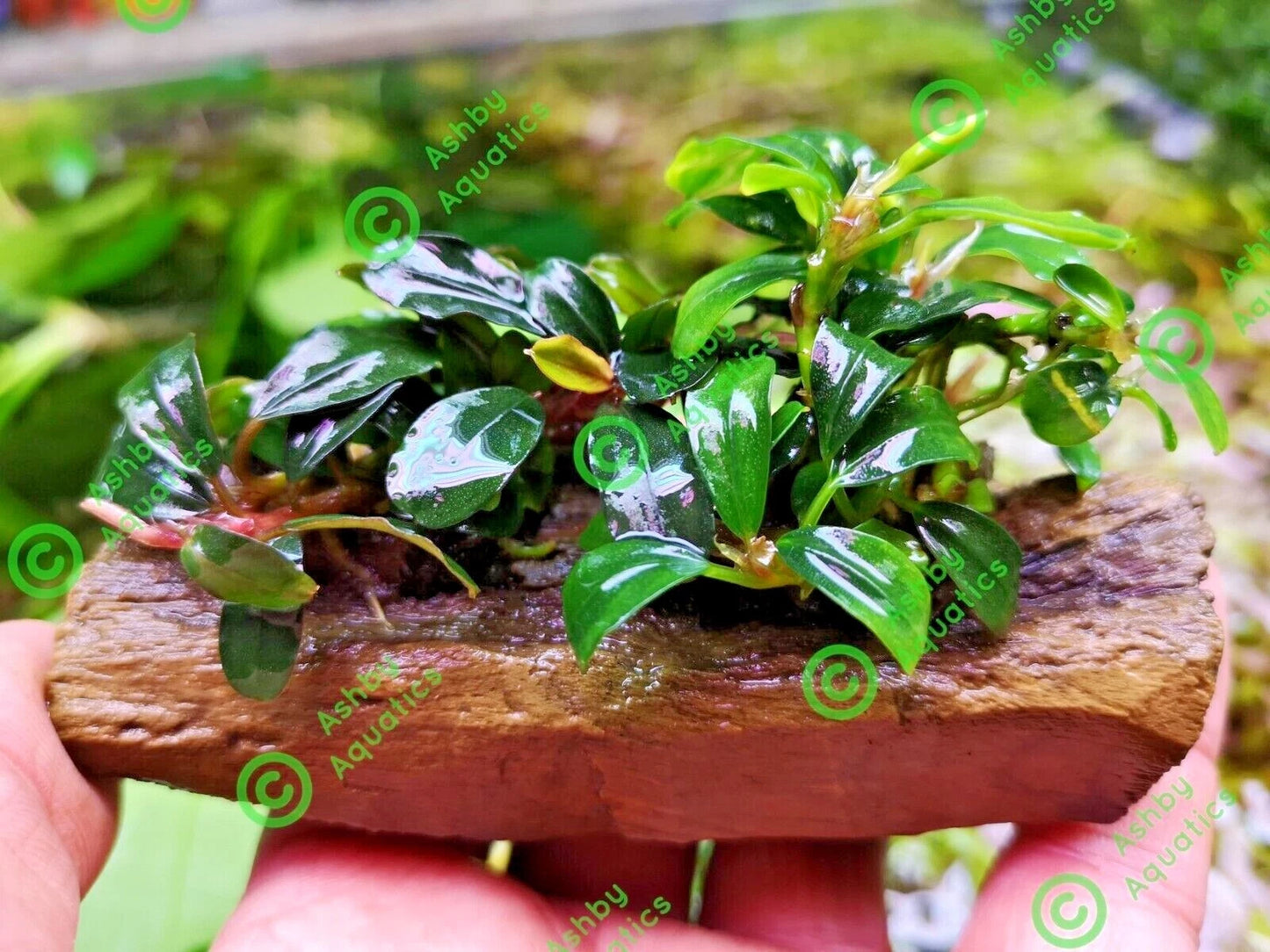 Bucephalandra ON WOOD bogwood Live Aquarium Aquatic Plants driftwood