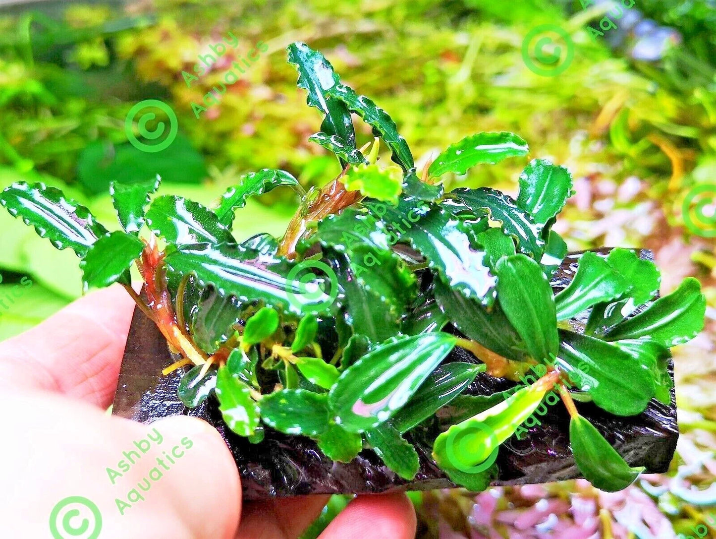 Bucephalandra ON WOOD bogwood Live Aquarium Aquatic Plants driftwood