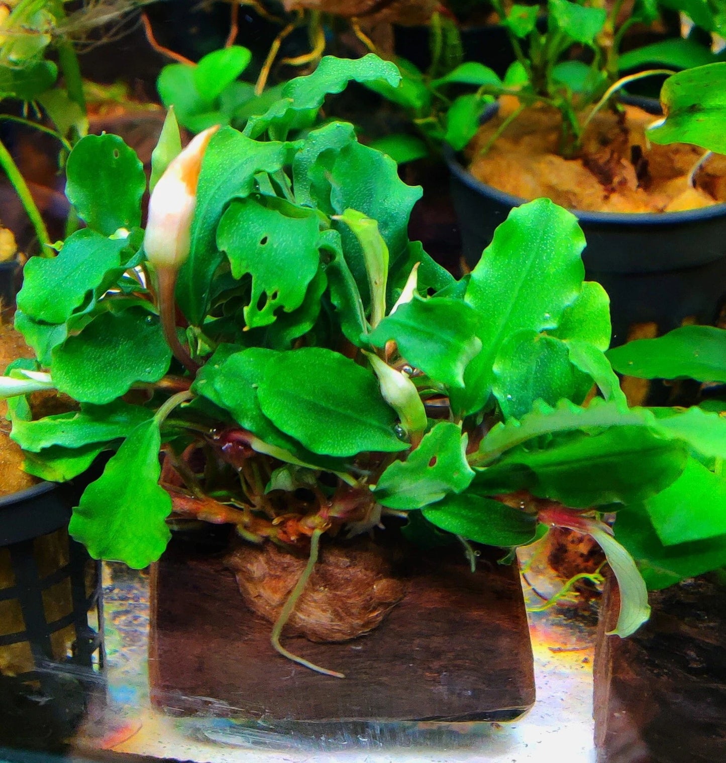 Bucephalandra ON WOOD bogwood Live Aquarium Aquatic Plants driftwood