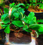 Bucephalandra ON WOOD bogwood Live Aquarium Aquatic Plants driftwood