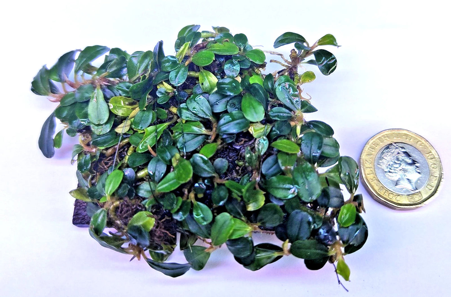 Bucephalandra ON WOOD bogwood Live Aquarium Aquatic Plants driftwood