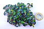 Bucephalandra ON WOOD bogwood Live Aquarium Aquatic Plants driftwood