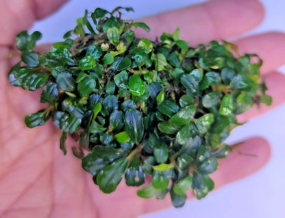 Bucephalandra ON WOOD bogwood Live Aquarium Aquatic Plants driftwood
