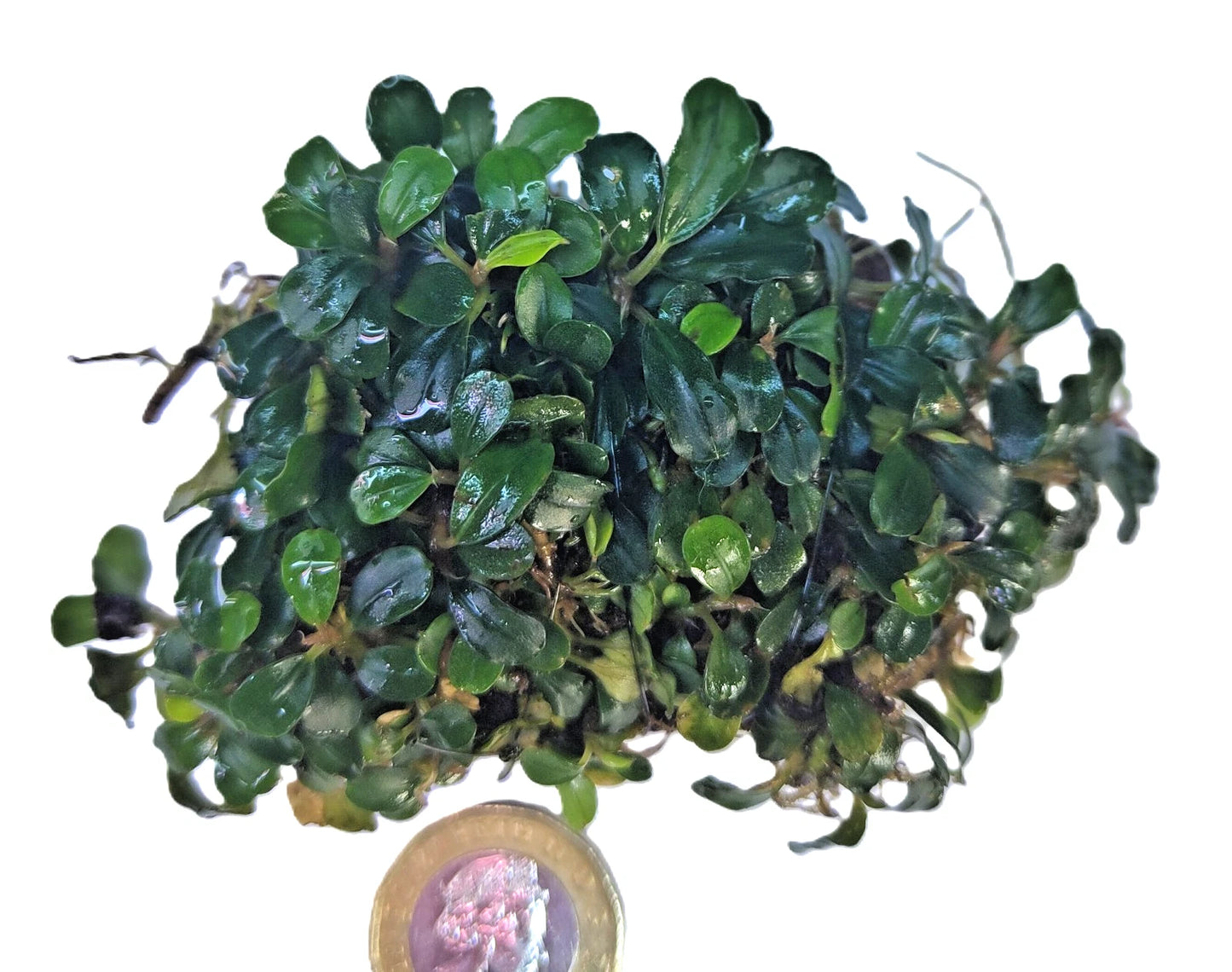 Bucephalandra ON WOOD bogwood Live Aquarium Aquatic Plants driftwood