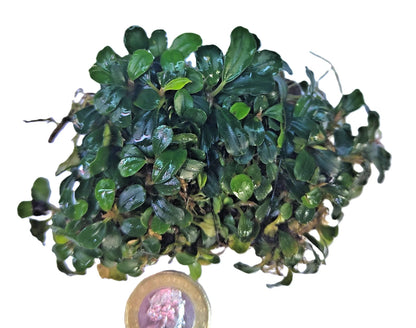 Bucephalandra ON WOOD bogwood Live Aquarium Aquatic Plants driftwood