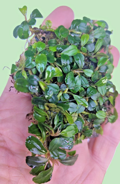 Bucephalandra ON WOOD bogwood Live Aquarium Aquatic Plants driftwood