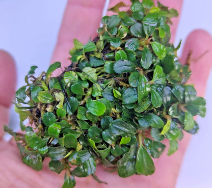 Bucephalandra ON WOOD bogwood Live Aquarium Aquatic Plants driftwood