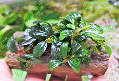 Bucephalandra ON WOOD bogwood Live Aquarium Aquatic Plants driftwood