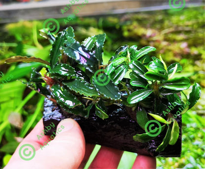 Bucephalandra ON WOOD bogwood Live Aquarium Aquatic Plants driftwood