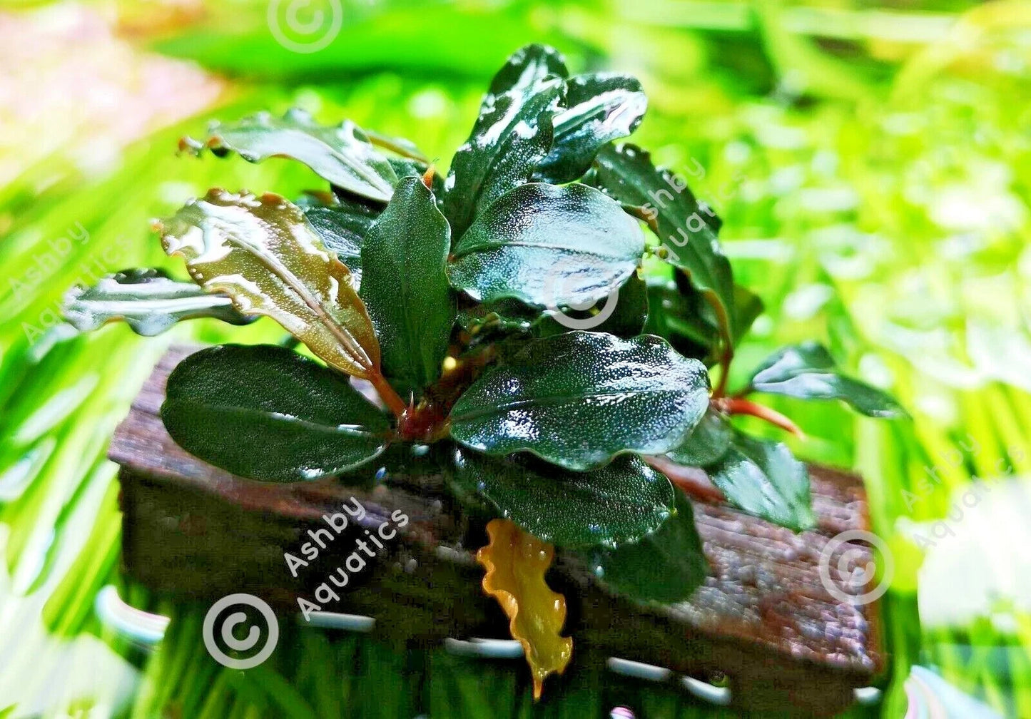 Bucephalandra ON WOOD bogwood Live Aquarium Aquatic Plants driftwood
