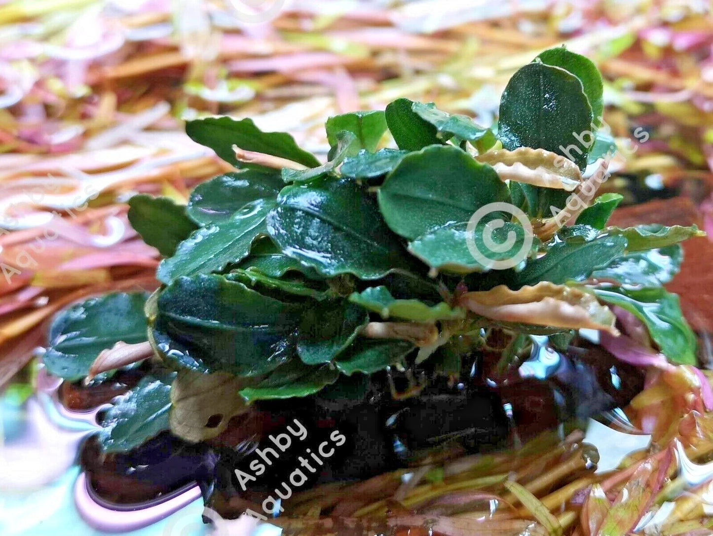 Bucephalandra ON WOOD bogwood Live Aquarium Aquatic Plants driftwood
