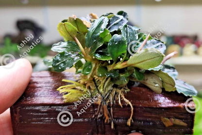 Bucephalandra ON WOOD bogwood Live Aquarium Aquatic Plants driftwood
