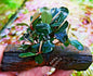 Bucephalandra ON WOOD bogwood Live Aquarium Aquatic Plants driftwood