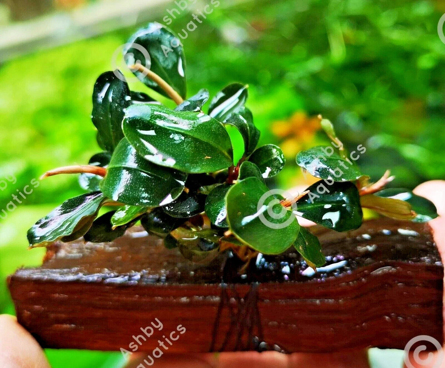 Bucephalandra ON WOOD bogwood Live Aquarium Aquatic Plants driftwood
