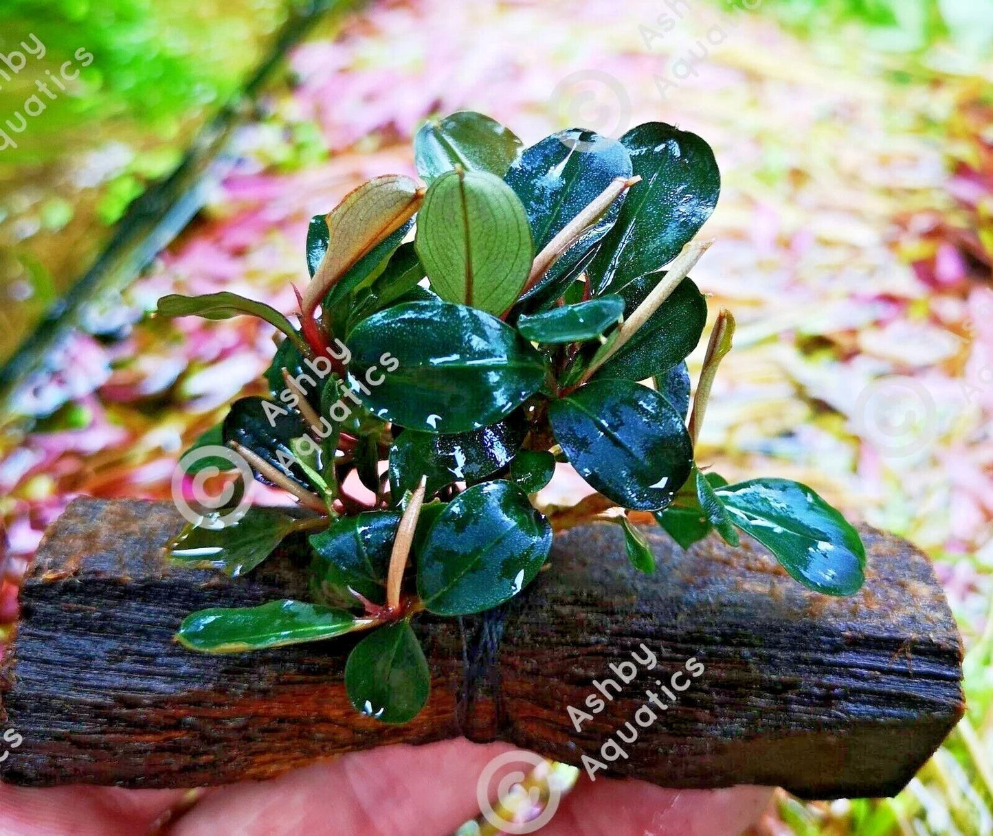 Bucephalandra ON WOOD bogwood Live Aquarium Aquatic Plants driftwood