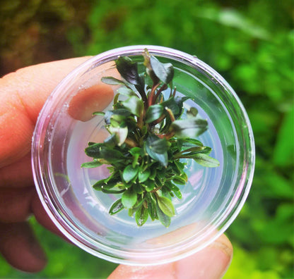 Bucephalandra Red Mini In Vitro Live Aquarium Plant Rare Freshwater Tissue Culture