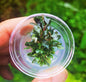 Bucephalandra Red Mini In Vitro Live Aquarium Plant Rare Freshwater Tissue Culture
