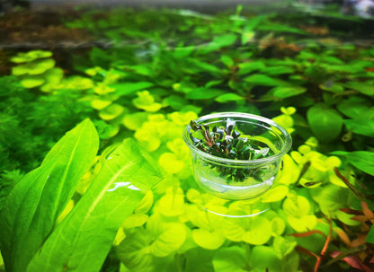 Bucephalandra Red Mini In Vitro Live Aquarium Plant Rare Freshwater Tissue Culture
