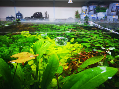 Bucephalandra Red Mini In Vitro Live Aquarium Plant Rare Freshwater Tissue Culture