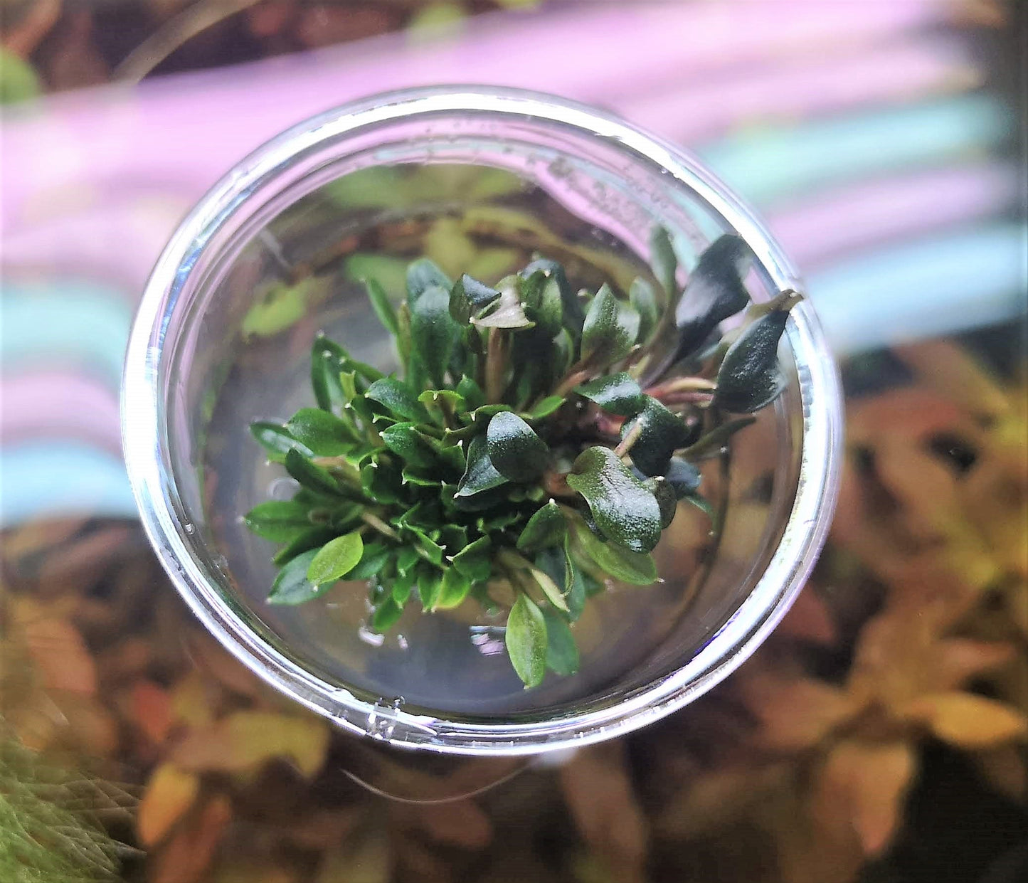 Bucephalandra Red Mini In Vitro Live Aquarium Plant Rare Freshwater Tissue Culture