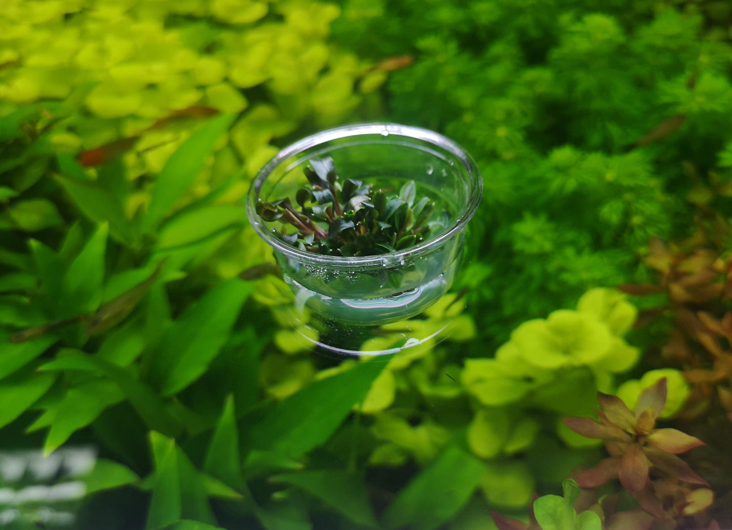 Bucephalandra Red Mini In Vitro Live Aquarium Plant Rare Freshwater Tissue Culture