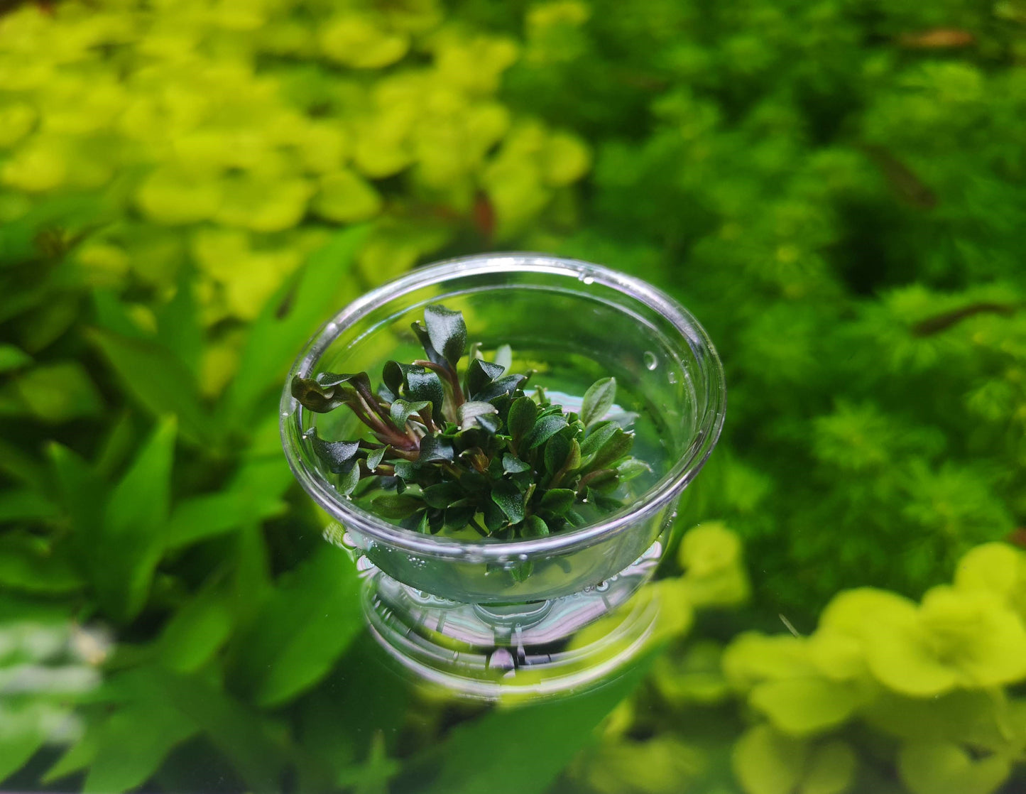 Bucephalandra Red Mini In Vitro Live Aquarium Plant Rare Freshwater Tissue Culture