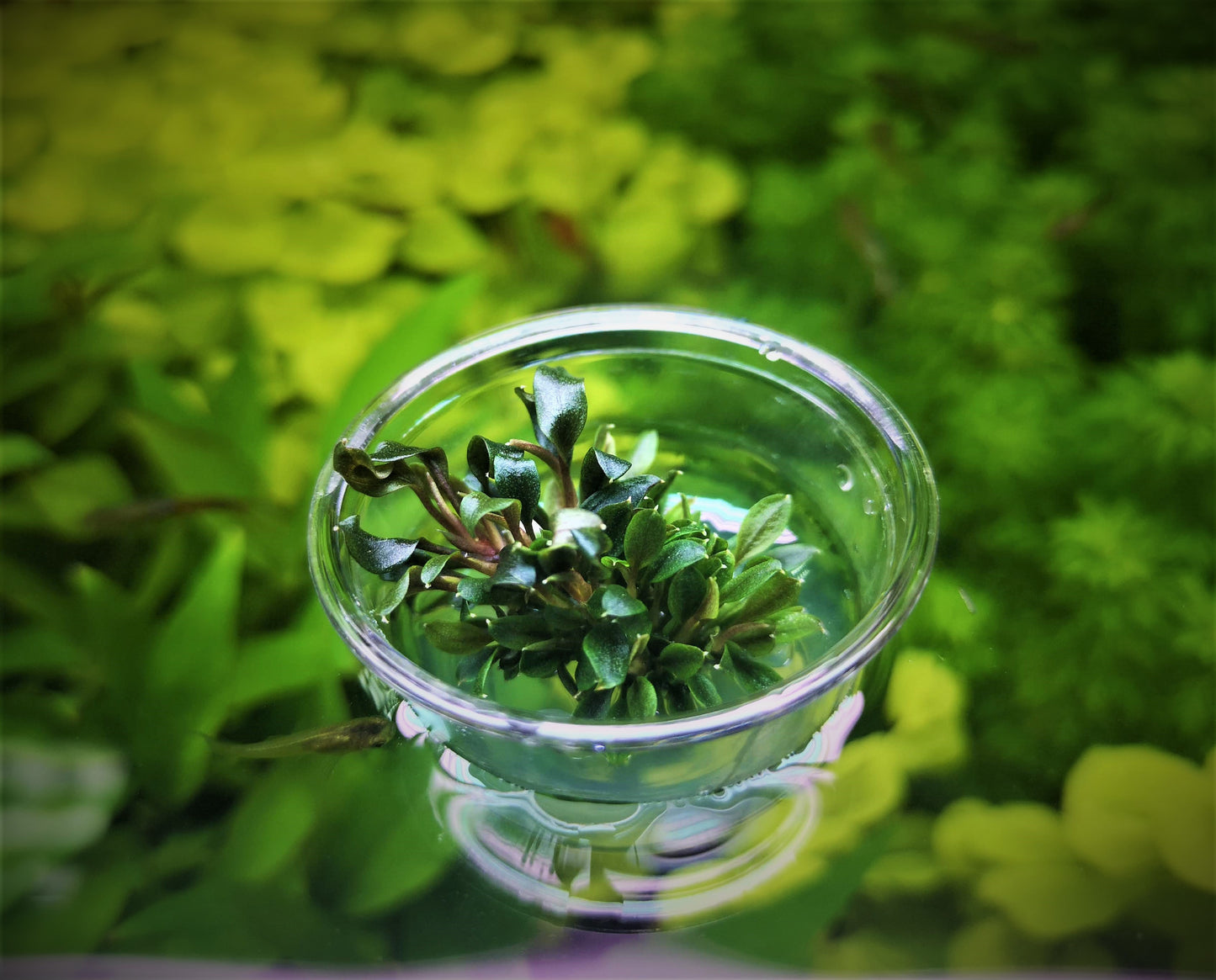 Bucephalandra Red Mini In Vitro Live Aquarium Plant Rare Freshwater Tissue Culture