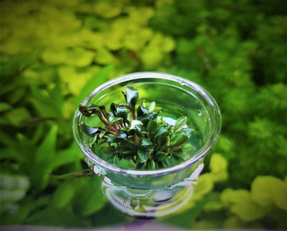 Bucephalandra Red Mini In Vitro Live Aquarium Plant Rare Freshwater Tissue Culture