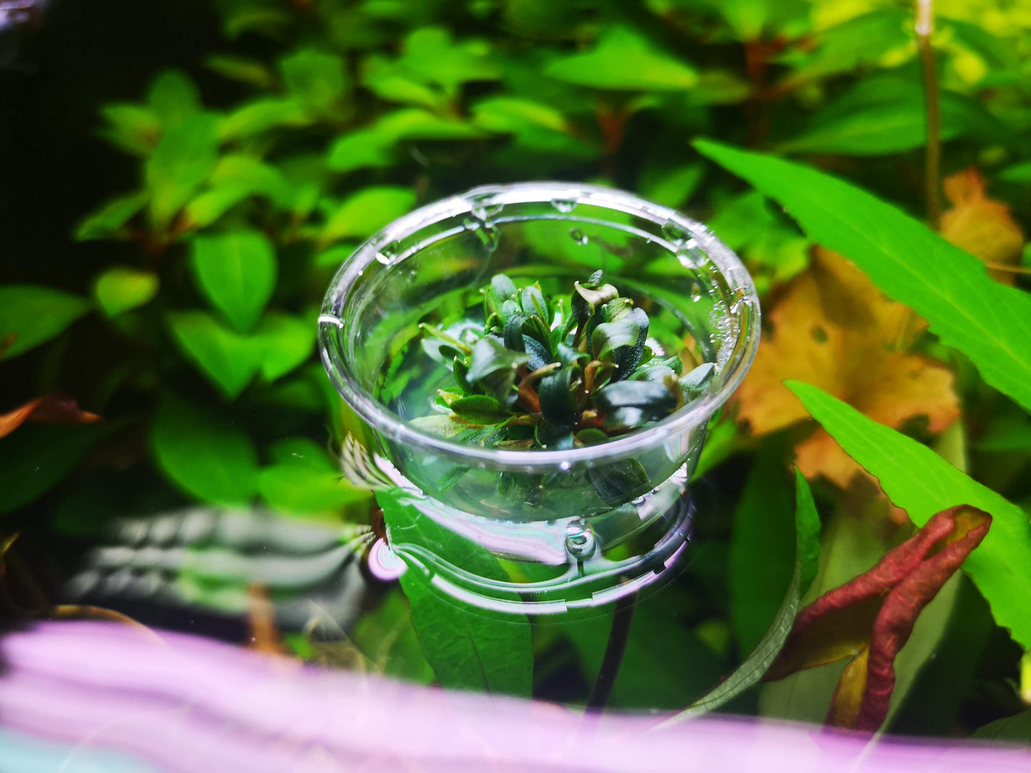 Bucephalandra Red Mini In Vitro Live Aquarium Plant Rare Freshwater Tissue Culture