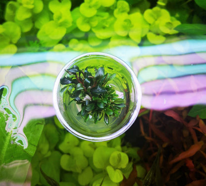 Bucephalandra Red Mini In Vitro Live Aquarium Plant Rare Freshwater Tissue Culture
