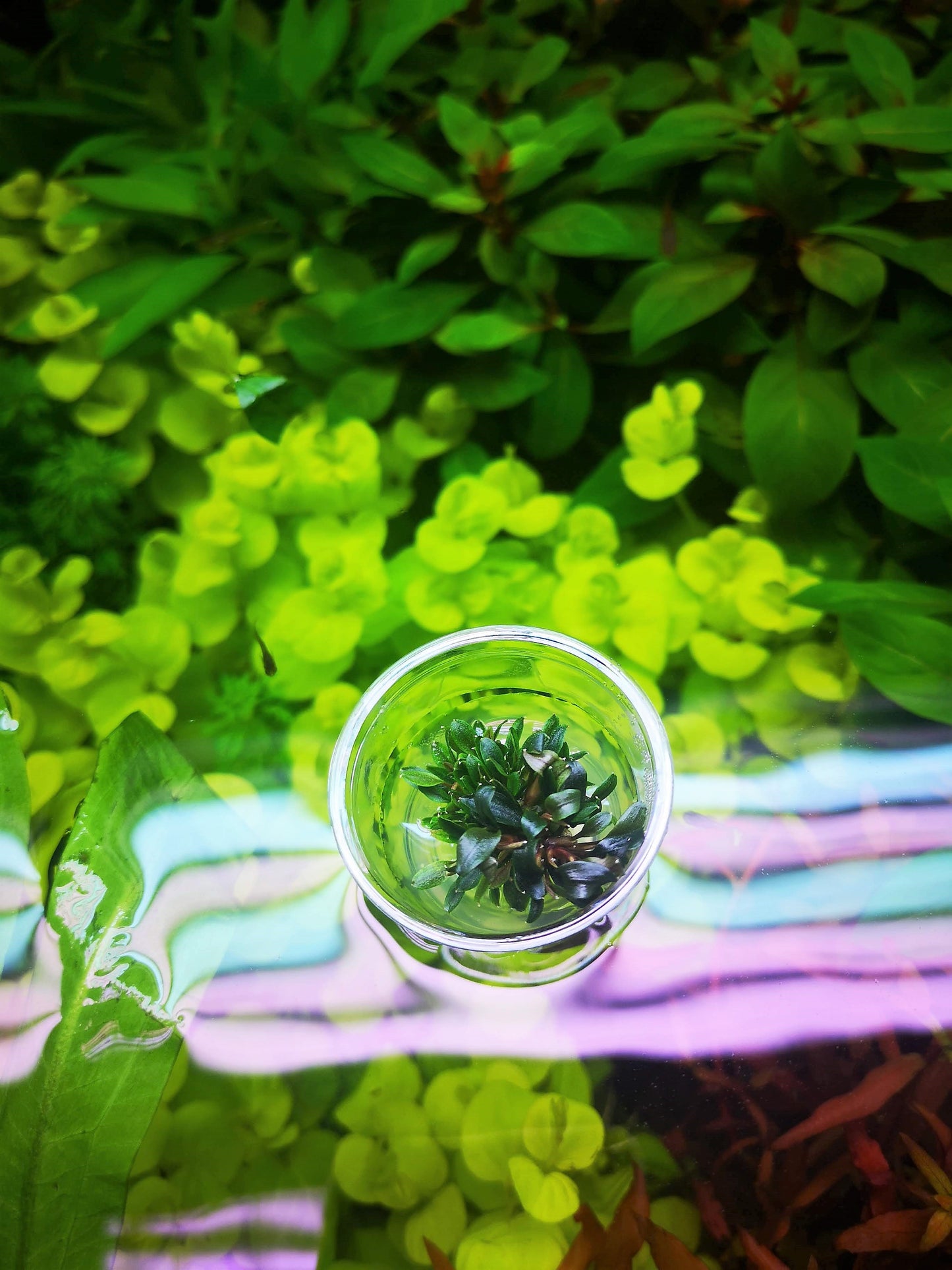 Bucephalandra Red Mini In Vitro Live Aquarium Plant Rare Freshwater Tissue Culture