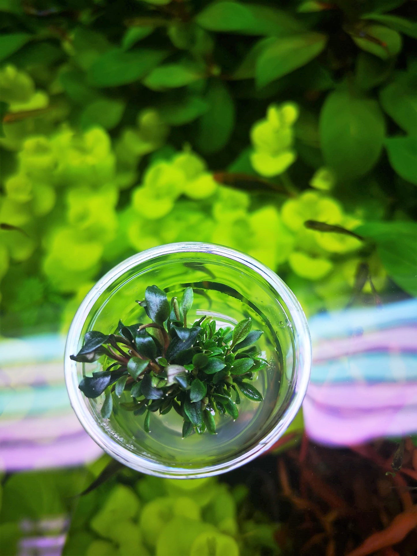 Bucephalandra Red Mini In Vitro Live Aquarium Plant Rare Freshwater Tissue Culture