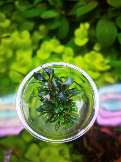 Bucephalandra Red Mini In Vitro Live Aquarium Plant Rare Freshwater Tissue Culture