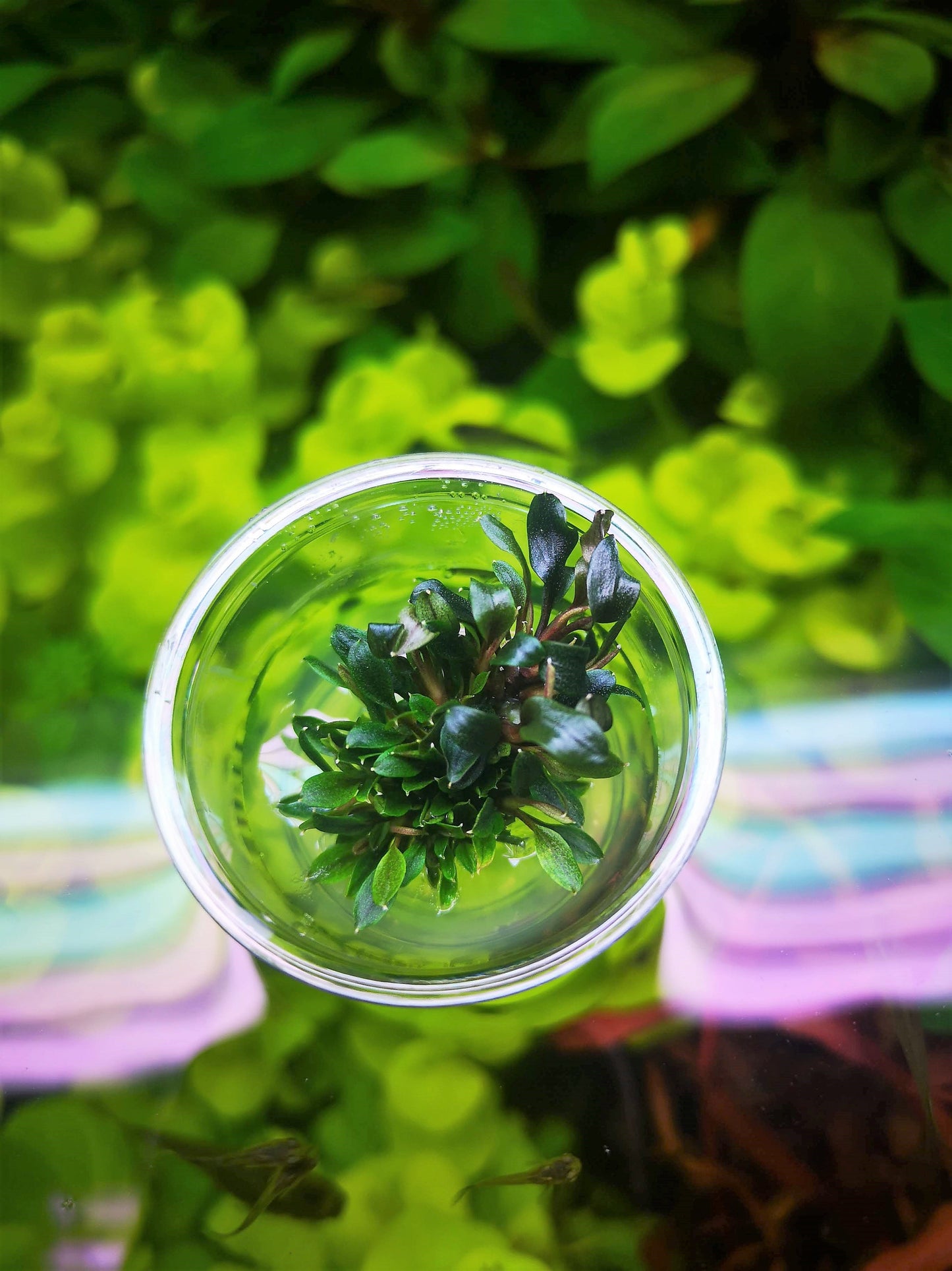 Bucephalandra Red Mini In Vitro Live Aquarium Plant Rare Freshwater Tissue Culture