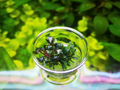 Bucephalandra Red Mini In Vitro Live Aquarium Plant Rare Freshwater Tissue Culture