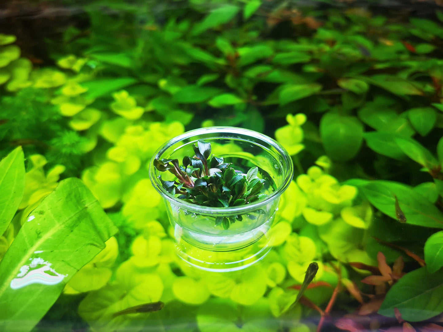 Bucephalandra Red Mini In Vitro Live Aquarium Plant Rare Freshwater Tissue Culture
