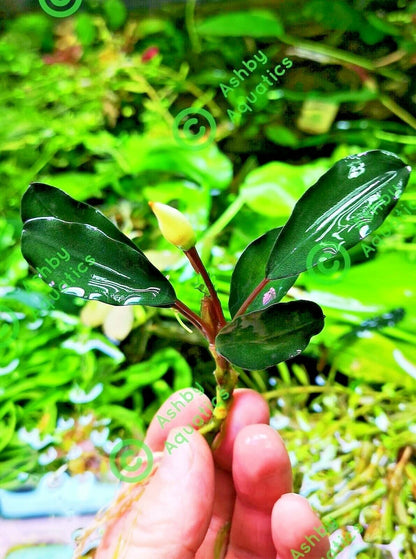 Bucephalandra species - Live Aquarium Plants Terrarium Tropical Aquascaping RARE