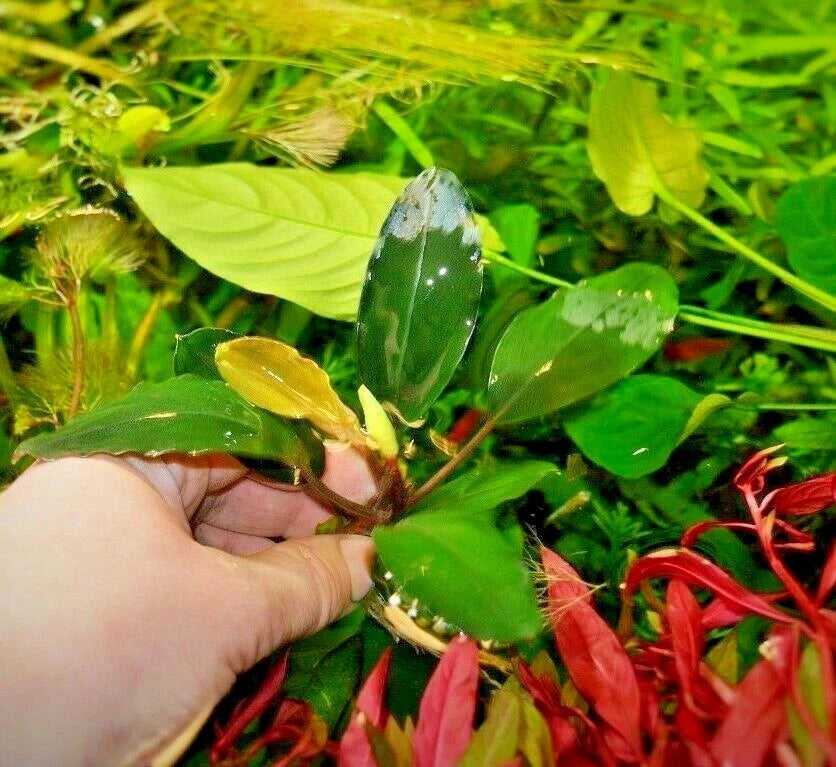 Bucephalandra species - Live Aquarium Plants Terrarium Tropical Aquascaping RARE