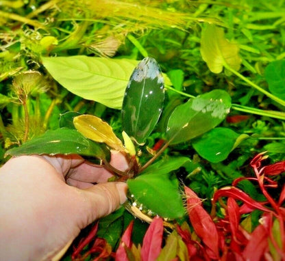 Bucephalandra species - Live Aquarium Plants Terrarium Tropical Aquascaping RARE