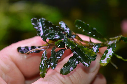 Bucephalandra species - Live Aquarium Plants Terrarium Tropical Aquascaping RARE