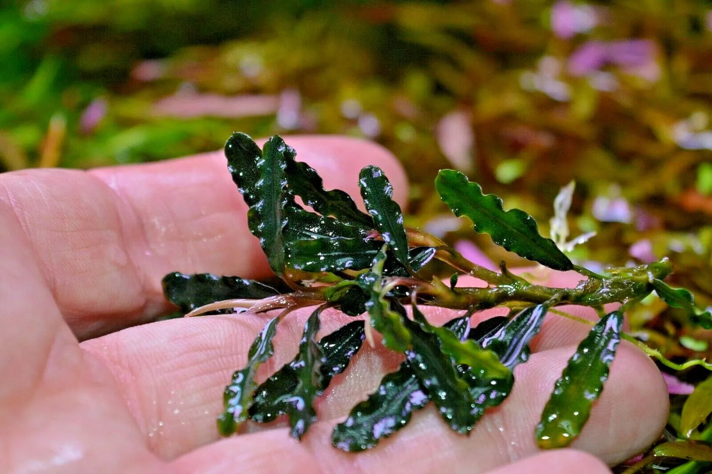 Bucephalandra species - Live Aquarium Plants Terrarium Tropical Aquascaping RARE