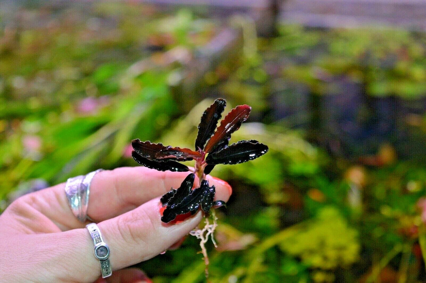 Bucephalandra species - Live Aquarium Plants Terrarium Tropical Aquascaping RARE