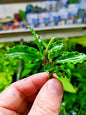 Bucephalandra species - Live Aquarium Plants Terrarium Tropical Aquascaping RARE