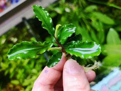 Bucephalandra species - Live Aquarium Plants Terrarium Tropical Aquascaping RARE