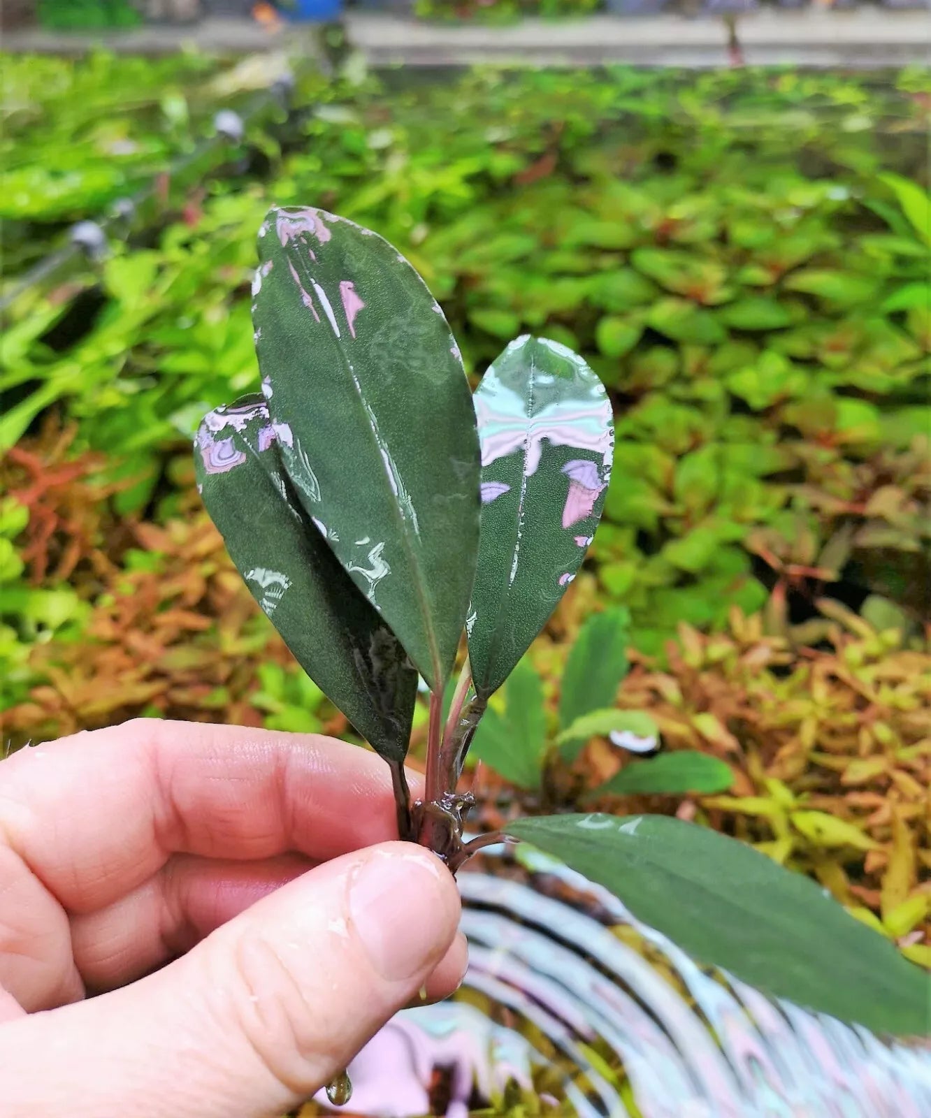 Bucephalandra species - Live Aquarium Plants Terrarium Tropical Aquascaping RARE